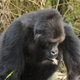 Image: A.J.Plumptre/WCS